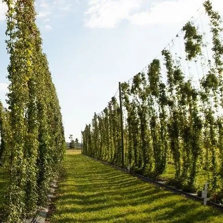 thumbnail for publication: Tapping into Florida’s Craft Beer Market, Part 2: Preferences for Local Ingredients and Sustainability Labels